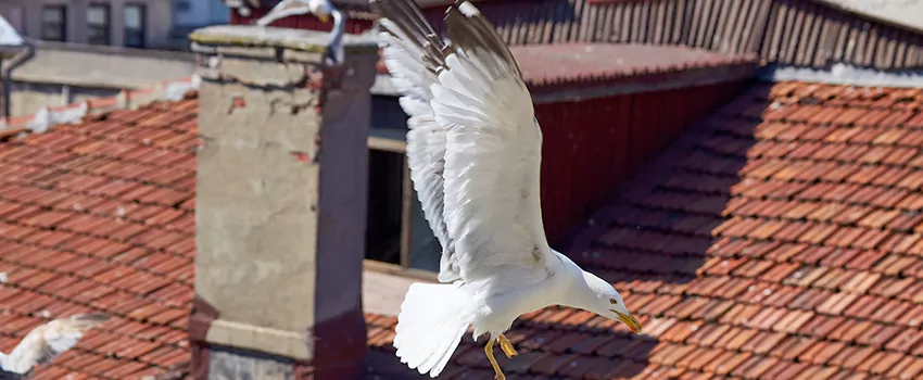 Residential Chimney Animal Removal Solution in Glen Allen, VA