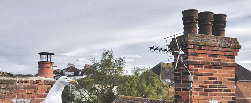 Chimney Cleaning And Restoration in Glen Allen, Virginia